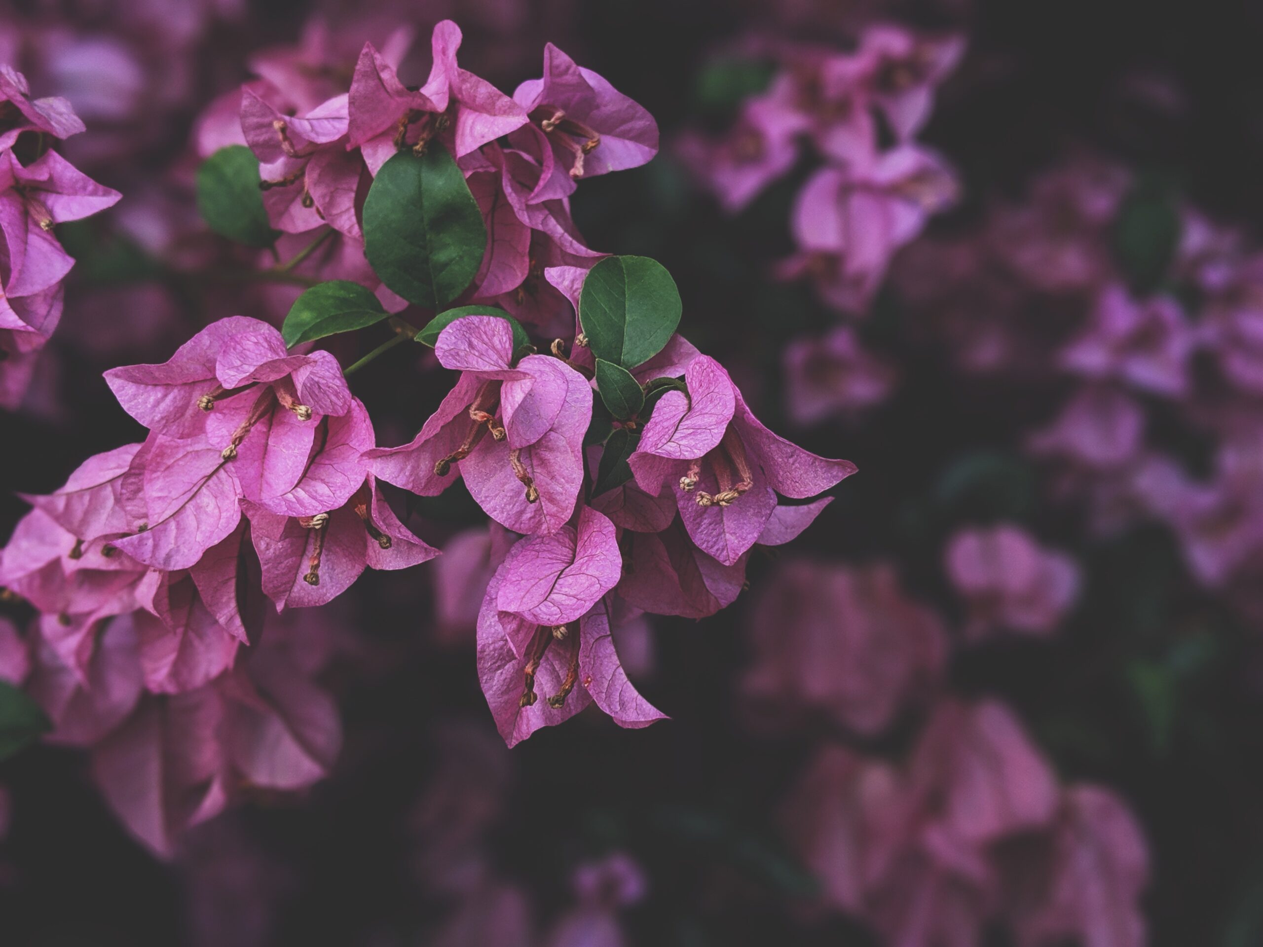 Est-ce que le bougainvillier perd ses feuilles en hiver ?