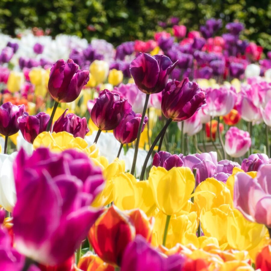 Livraison Fleur Pour La Saint Valentin Quel Type De Bouquet Choisir