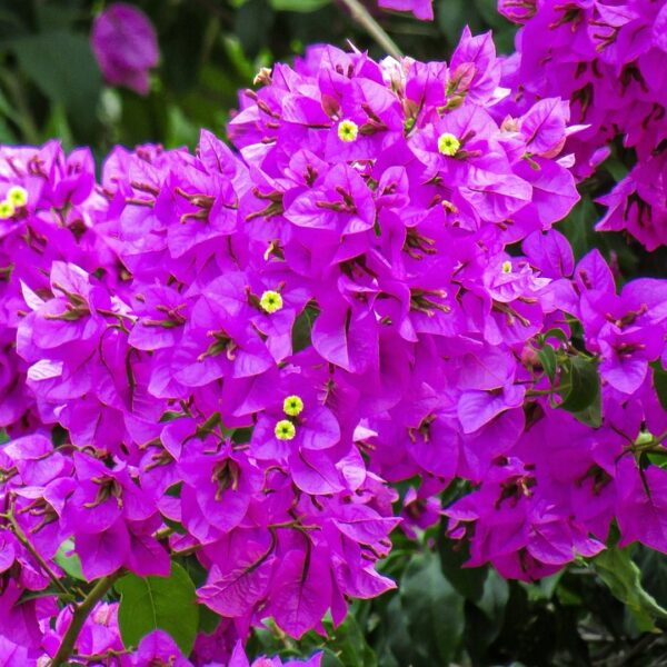 Estce que le bougainvillier perd ses feuilles en hiver ? Agence Alexandre