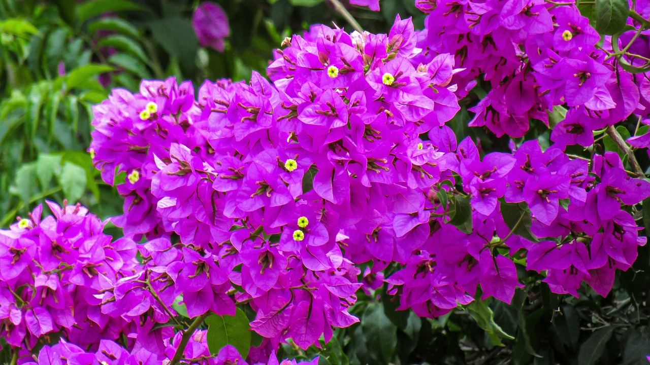 Cultiver le bougainvillier en pot pour un jardin coloré