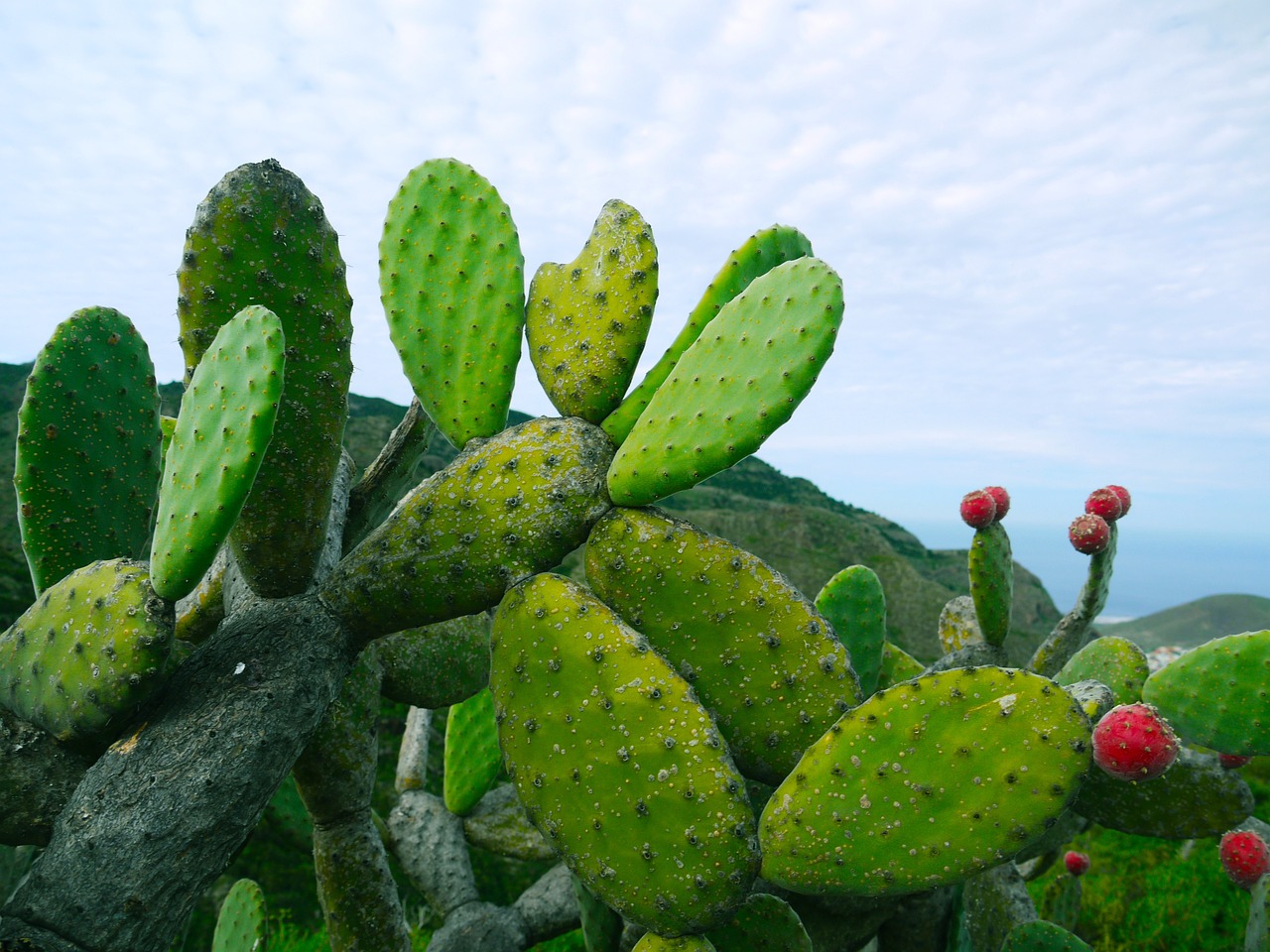 haie Opuntia