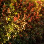 Le Photinia, un arbuste qui pousse vite pour sublimer votre jardin