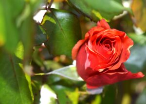 Les arbustes à fleurs : un atout pour embellir votre jardin