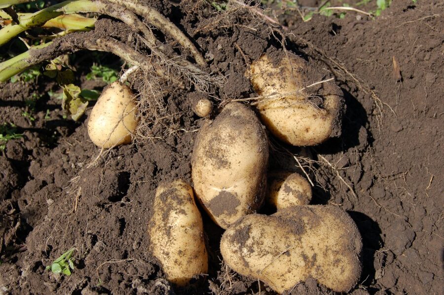Cultiver des pommes de terre en fonction des phases lunaires