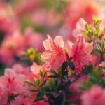 Les arbres aux fleurs roses du printemps : un enchantement pour votre jardin
