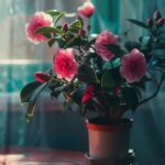 Camélia en pot : Guide pour cultiver et entretenir cette belle plante
