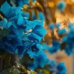 Le bougainvillier bleu : splendeur et spécificités
