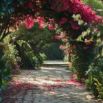 Les secrets d'une floraison spectaculaire du bougainvillier