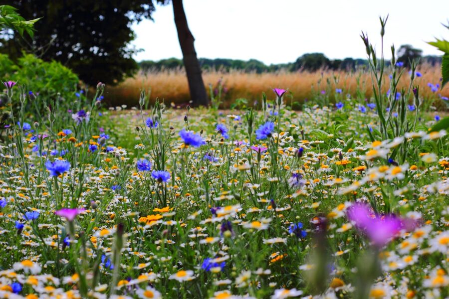 Paysagiste et élagueur dans le Val-d'Oise : l'art du jardin paysagé