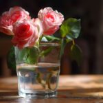 Bouturage de rosier : une méthode simple pour propager vos roses