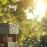 Chasse abeille : optimisez votre récolte de miel