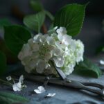 Guide complet pour réussir le bouturage de l'hortensia