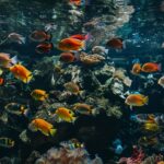 Poisson nettoyeur aquarium : Guide complet pour choisir les meilleures espèces