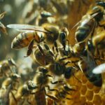 Rôle et importance de la reine abeille dans une colonie