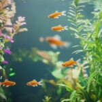 Poisson nettoyeur pour un aquarium de 60 litres : Guide complet