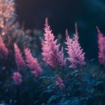 Astilbe : La Plante Vivace Idéale Pour les Espaces Ombragés