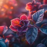 Comment protéger le laurier-rose du gel en hiver ?