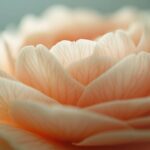 Conseils pour bien tailler les camélias