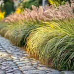 Les graminées vivaces : molinie, molinié et miscanthus