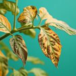 Mildiou et feuilles de tomates : comprendre, prévenir et traiter