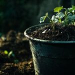 Mouche dans le compost : comment gérer cette présence naturellement