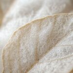 Mystérieuse mousse blanche sur les feuilles d'olivier