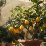Pourquoi les feuilles de votre citronnier jaunissent-elles ?