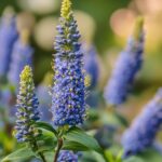Tout Savoir sur l'Arbre aux Faisans : Un Arbuste Caduc Fascinant