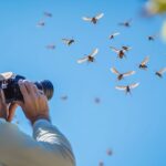Comprendre et combattre le fléau des frelons