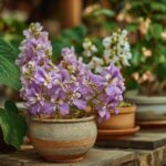 Découvrir les variétés de paulownia : quelles plantes choisir pour votre jardin ?