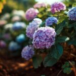 Hortensias et couleurs : tout comprendre sur l’influence du pH du sol