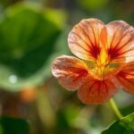 Capucine : maladies et dangers pour cette plante décorative Capucine : maladies et dangers pour cette plante décorative