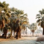 Palmiers d’extérieur : quelles variétés pour résister au gel et au froid ? Palmiers d’extérieur : quelles variétés pour résister au gel et au froid ?